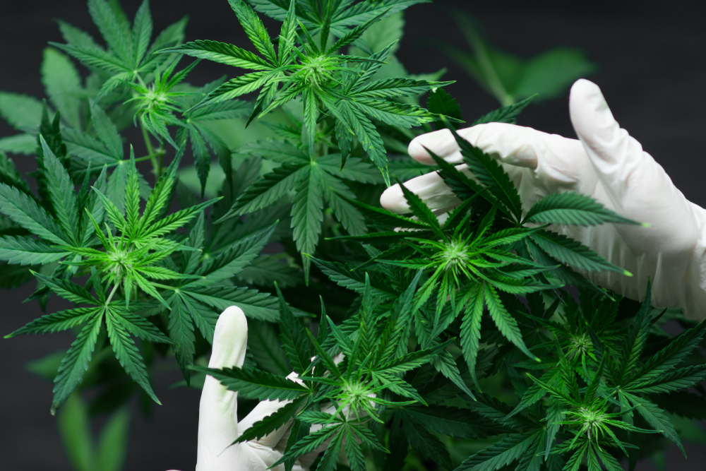 В Канаде легализовали марихуану 