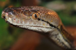 В Эквадоре и Перу обнаружены пять новых видов змей