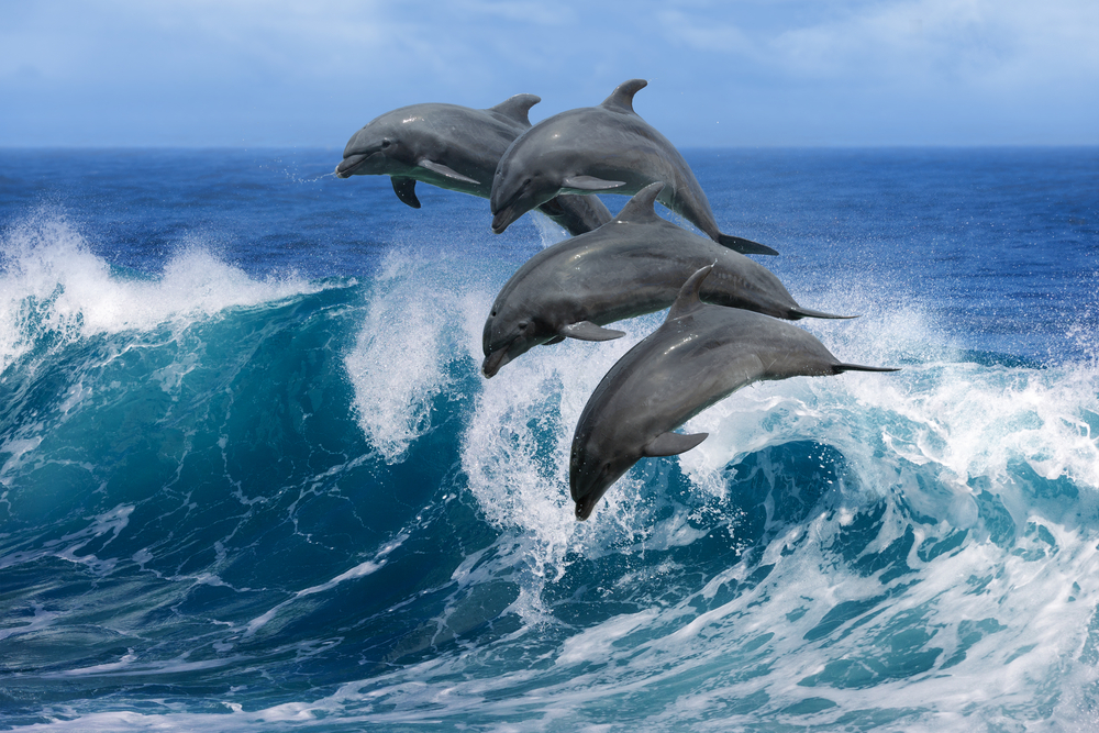 Более тысячи дельфинов гонялись  за китом, чтобы покататься.Вокруг Света. Украина