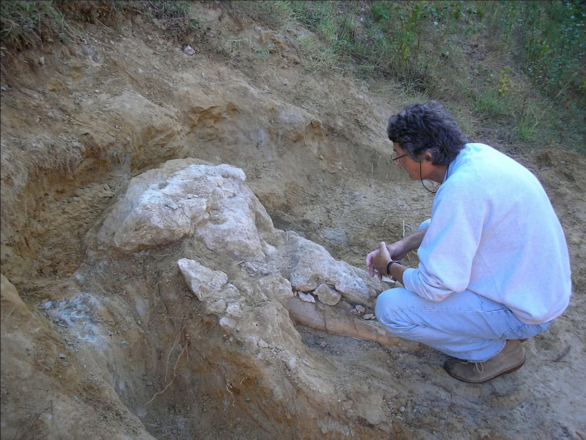 Найден редкий череп пиренейского мастодонта