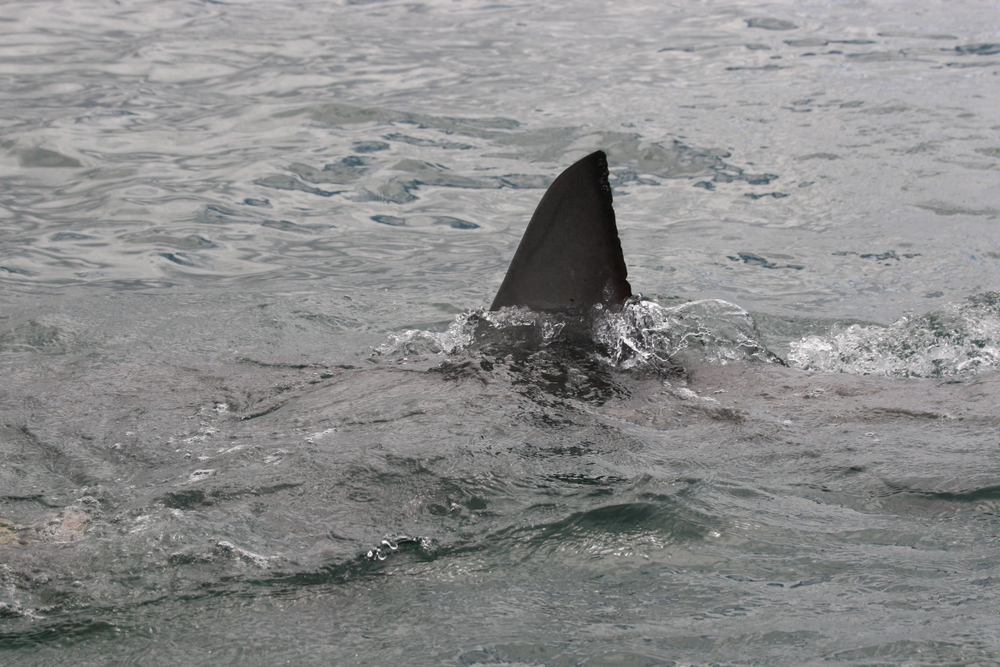 Впервые за 40 лет у берегов Испании заметили белую акулу.Вокруг Света. Украина