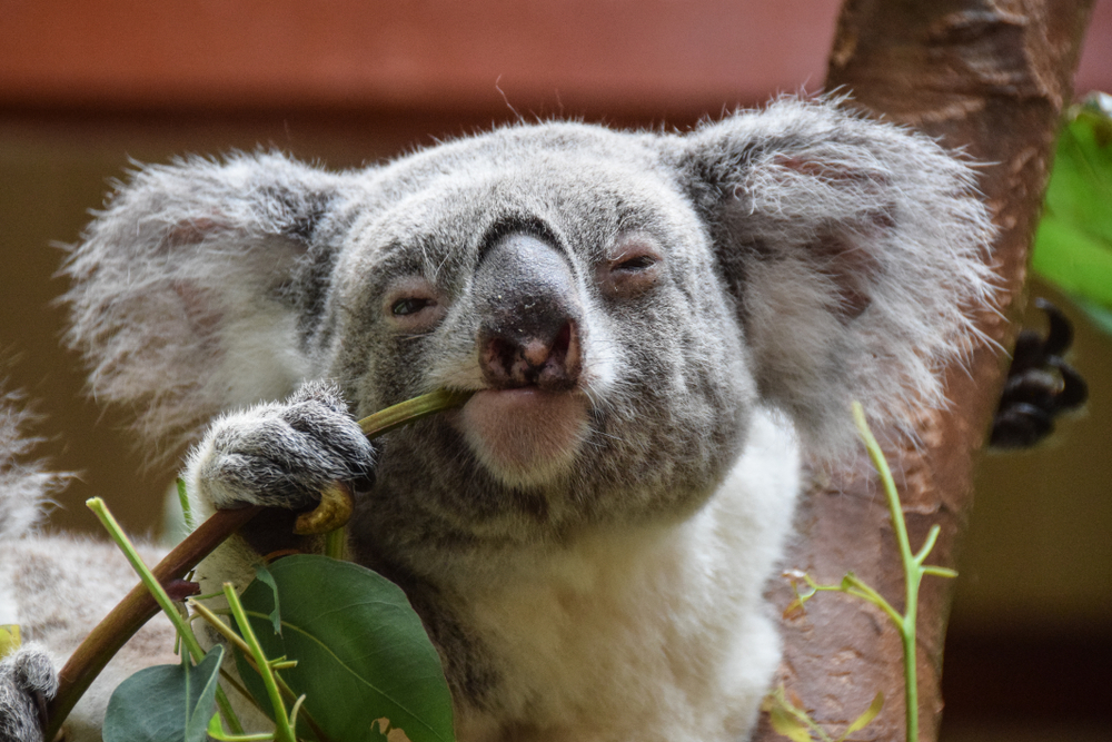 Генетики открыли секрет детокса коал, сидящих на ядовитой диете.Вокруг Света. Украина