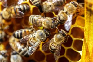 В США на женщину напал рой из 80 тысяч пчел