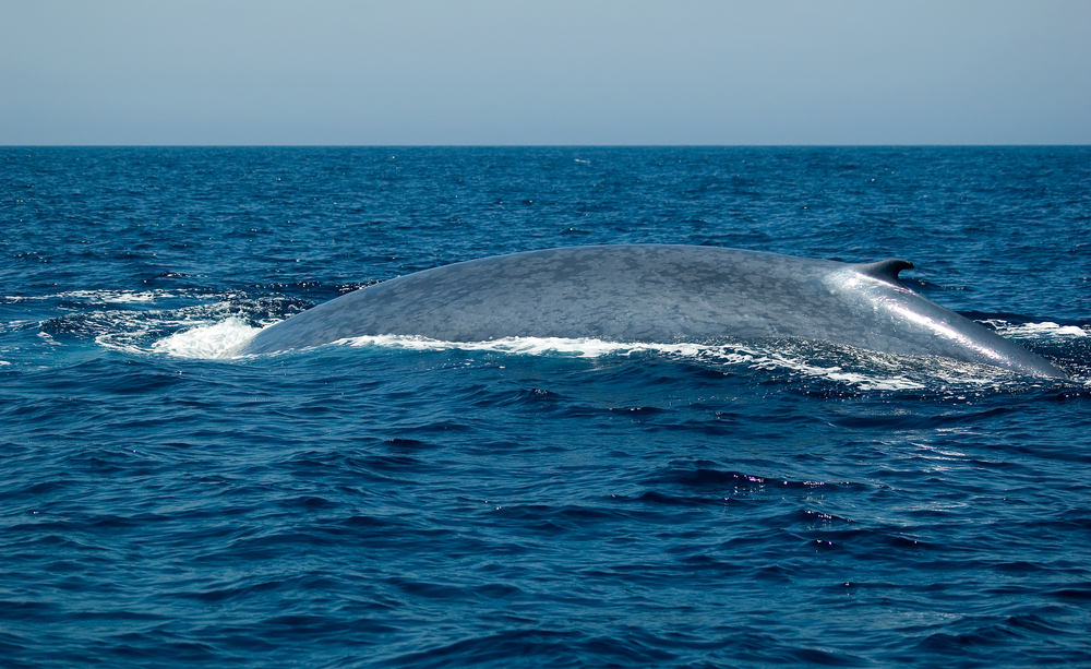 Исландские китобои убивают вымирающих голубых китов.Вокруг Света. Украина