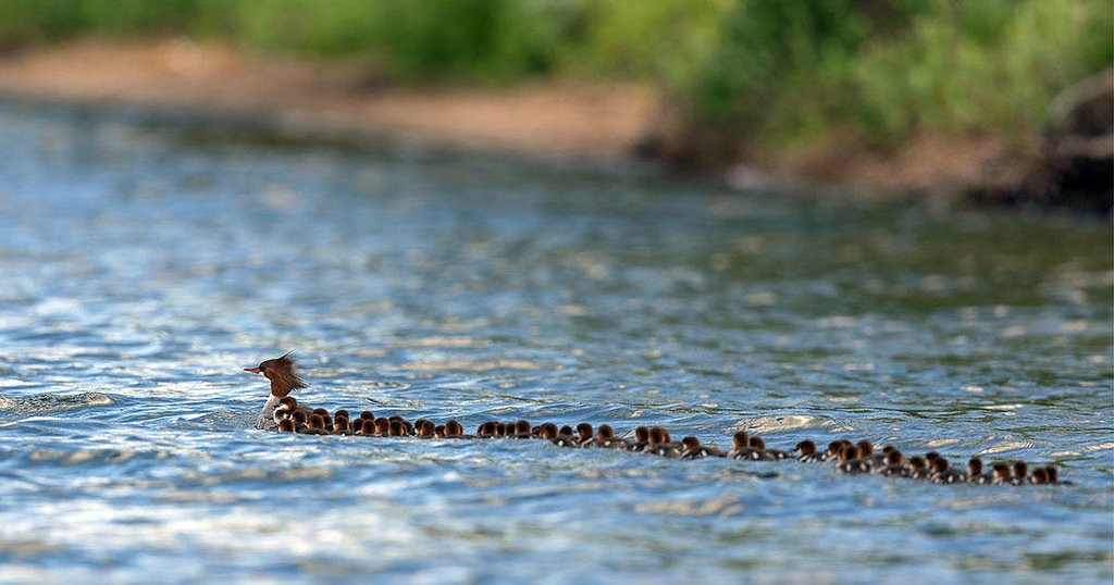 В Миннесоте одна утка воспитывает больше 70 птенцов.Вокруг Света. Украина