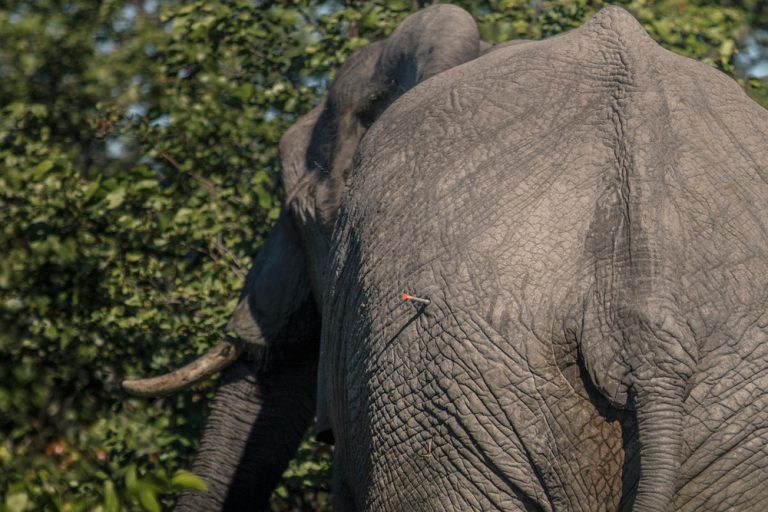 Известно что индийский слон крупное наземное млекопитающее