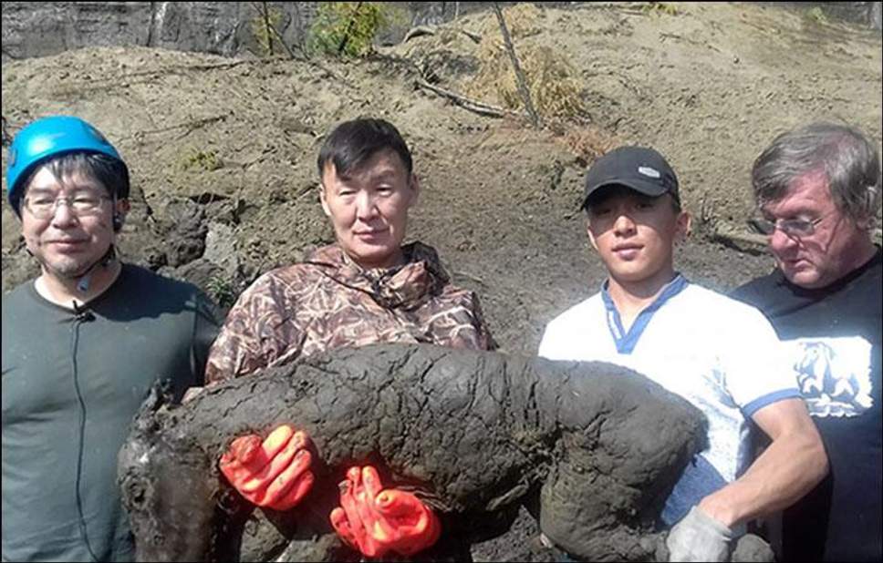 Археологи нашли в Сибири лошадь, которой 40 000 лет