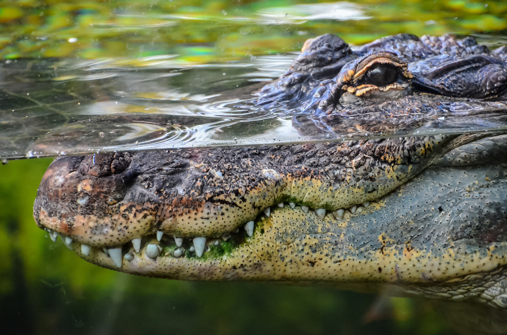В мангровых лесах Австралии беженцев ищут среди крокодилов.Вокруг Света. Украина