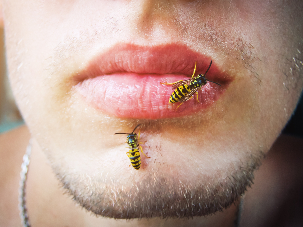 Знают, кого кусать: пчелы и осы узнают людей в лицо.Вокруг Света. Украина