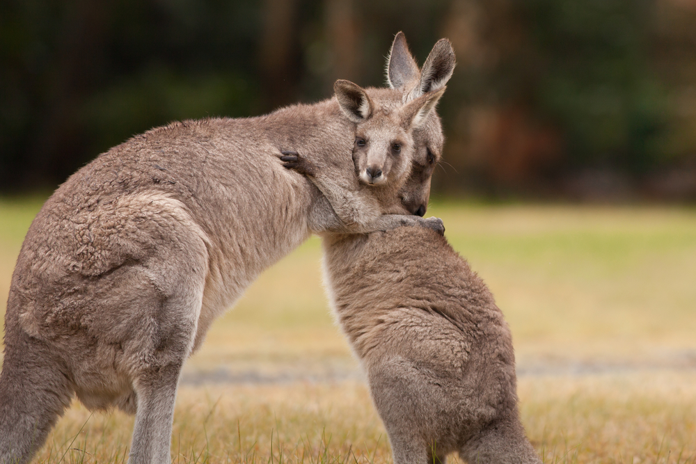 В Австралии из-за засухи будут убивать кенгуру.Вокруг Света. Украина