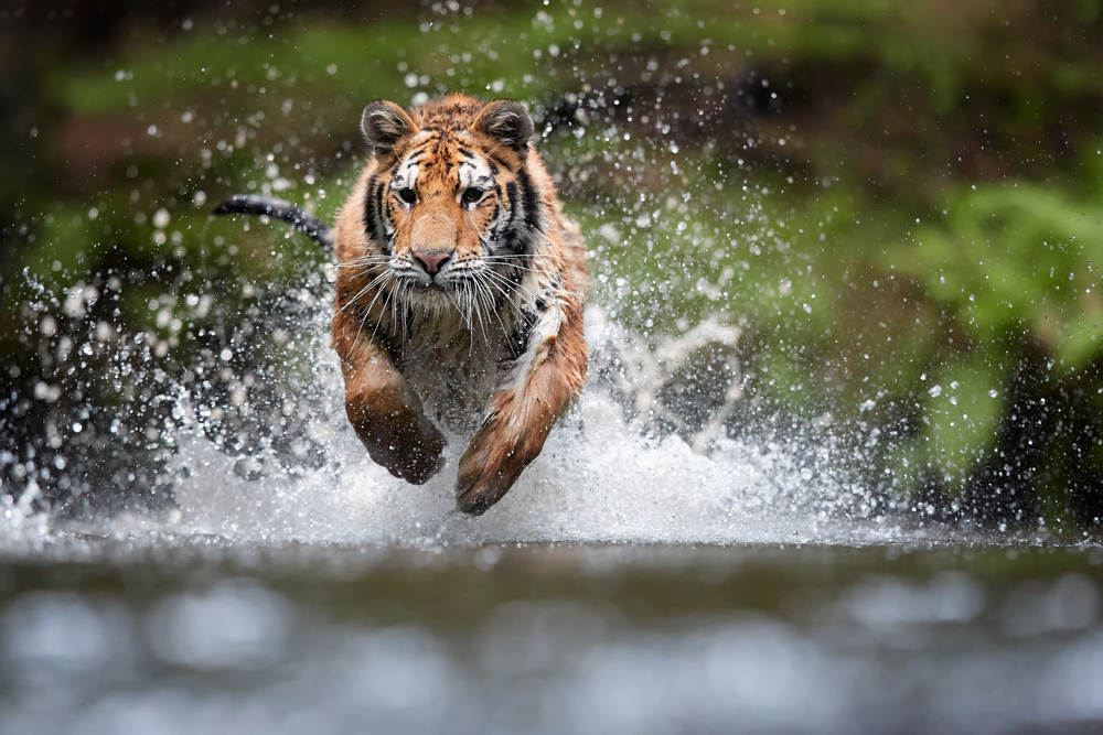 Тигров на Суматре спасут с помощью метода 