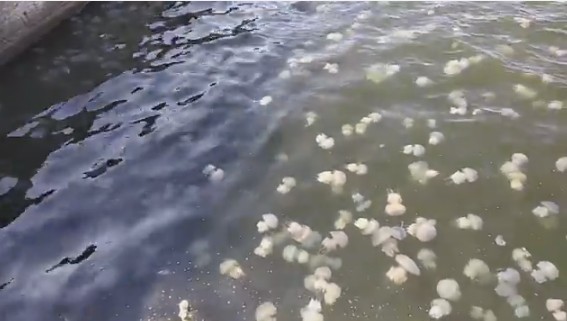 Бархатный сезон в Одессе испортили медузы.Вокруг Света. Украина