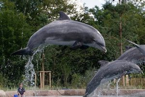 Умер самый старый дельфин, живший в неволе