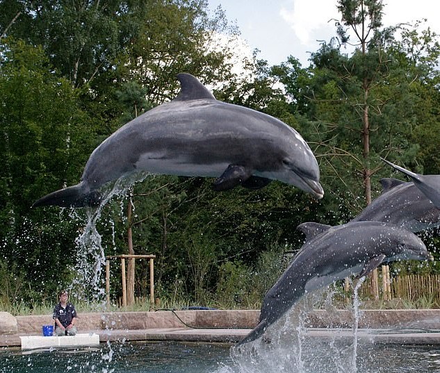 Умер самый старый дельфин, живший в неволе.Вокруг Света. Украина