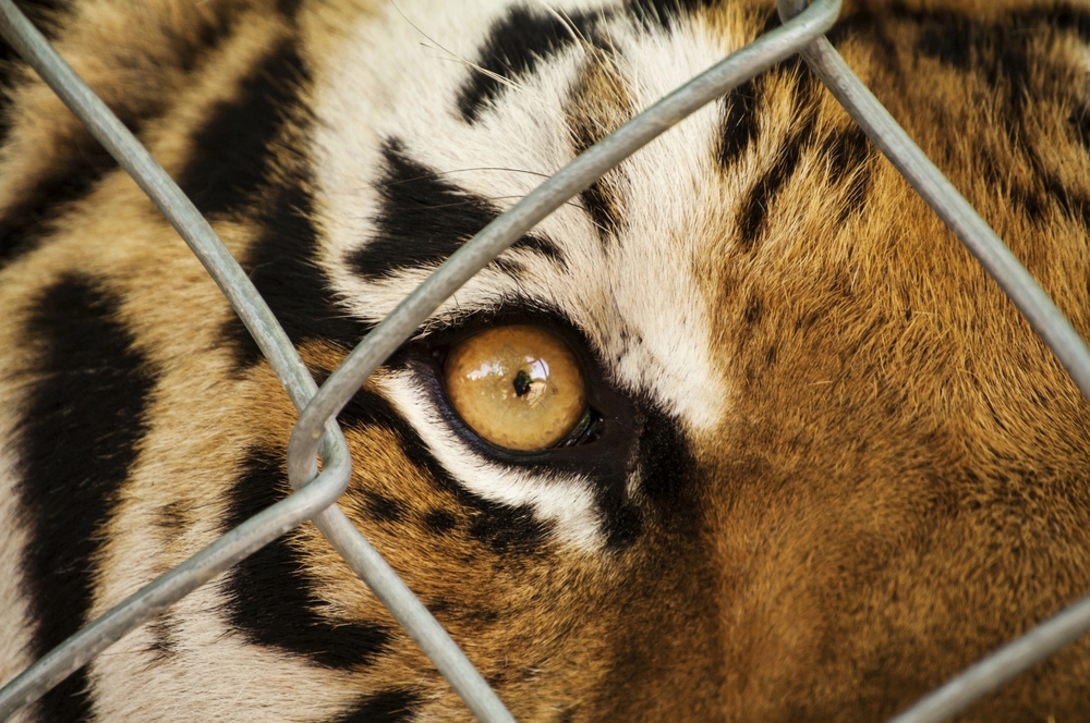 В индийском зоопарке собираются поставить клетки для людей