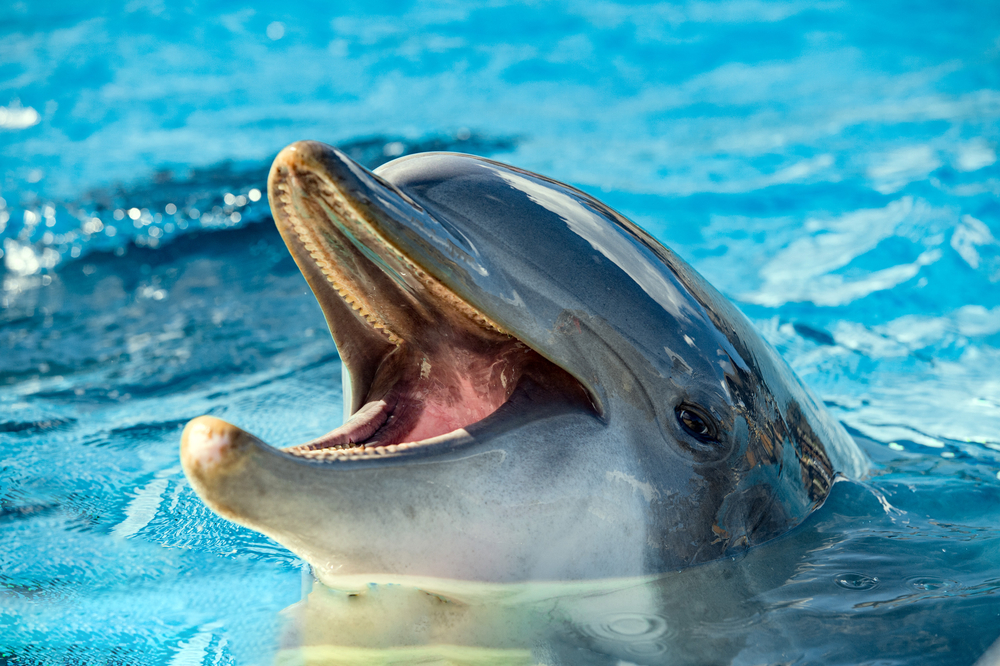 В Шотландии дельфин выучил язык морских свиней