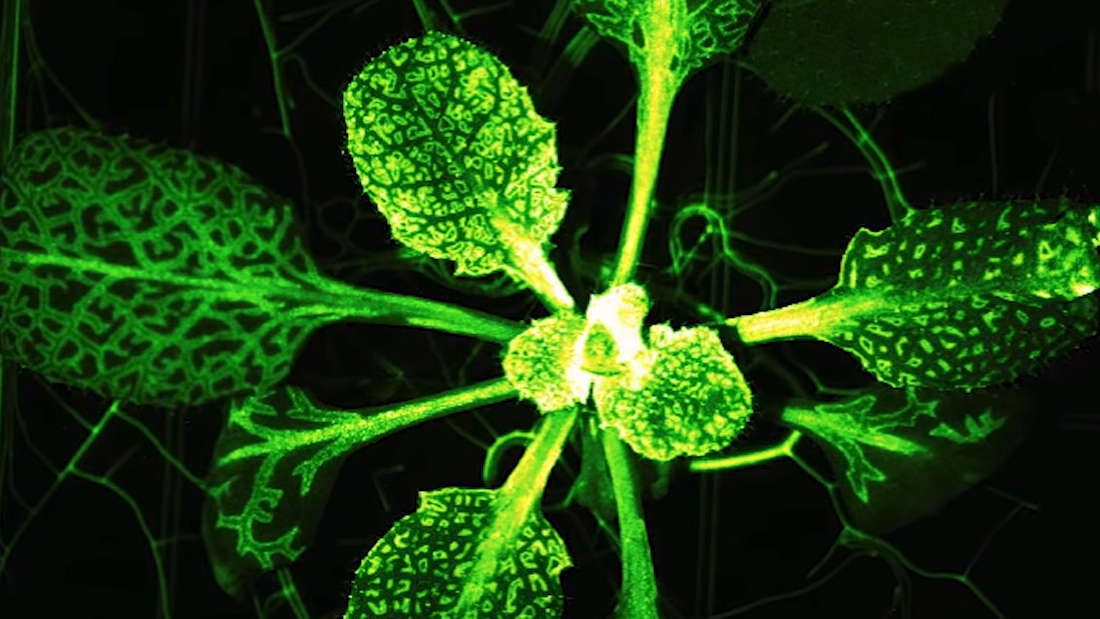 Ученые нашли у растений подобие нервной системы.Вокруг Света. Украина