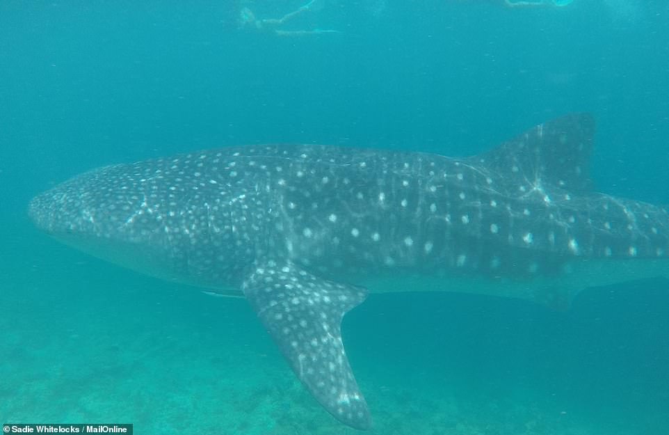Бок о бок с нежным гигантом: дайвинг с китовой акулой на Мальдивских островах