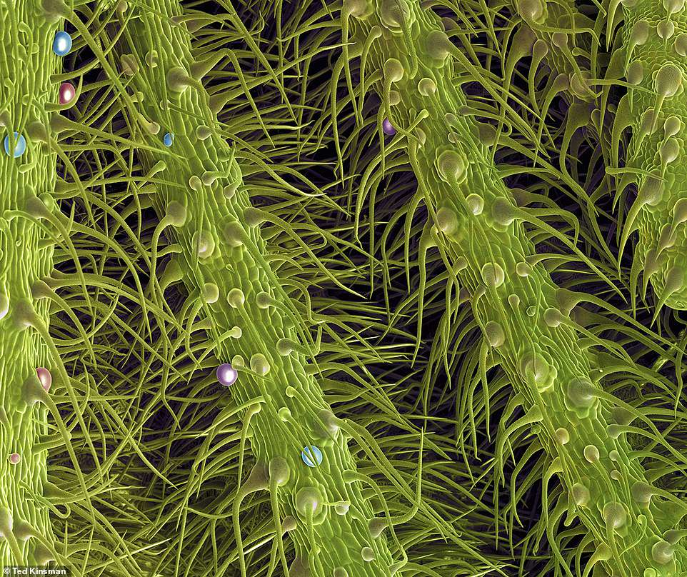 Фото марихуаны под микроскопом расширение тор для яндекс браузера гидра