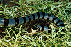 В Австралии от укуса морской змеи впервые погиб человек