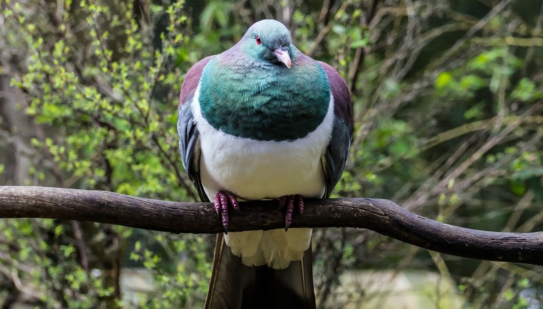 В Новой Зеландии птицей года стал пьяный голубь.Вокруг Света. Украина