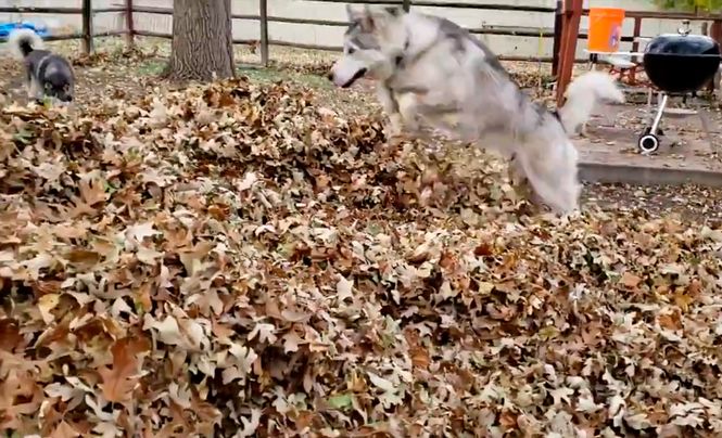 Будь как хаски: собака показала, что осень бывает веселой.Вокруг Света. Украина