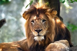 В зоопарке США львица расправилась с отцом своих детей