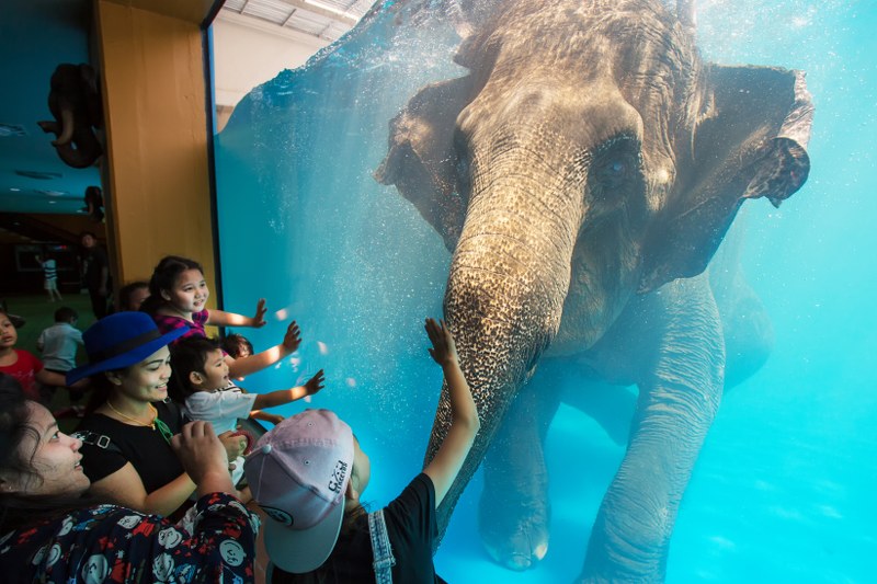 В Таиланде закрывают зоопарк, где плавают слоны.Вокруг Света. Украина