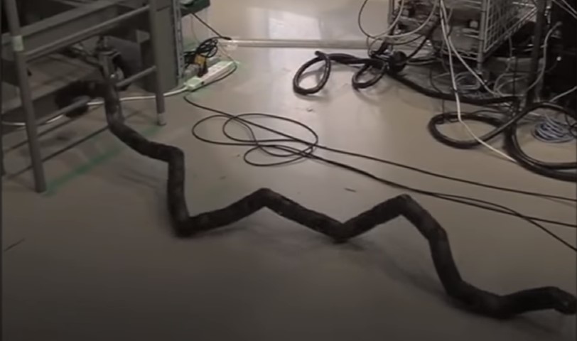 В Японии просто так создали робота-змею.Вокруг Света. Украина