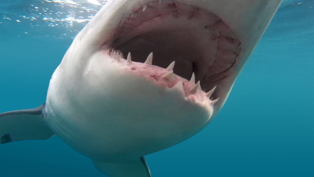 Драка акул: редкое видео.Вокруг Света. Украина