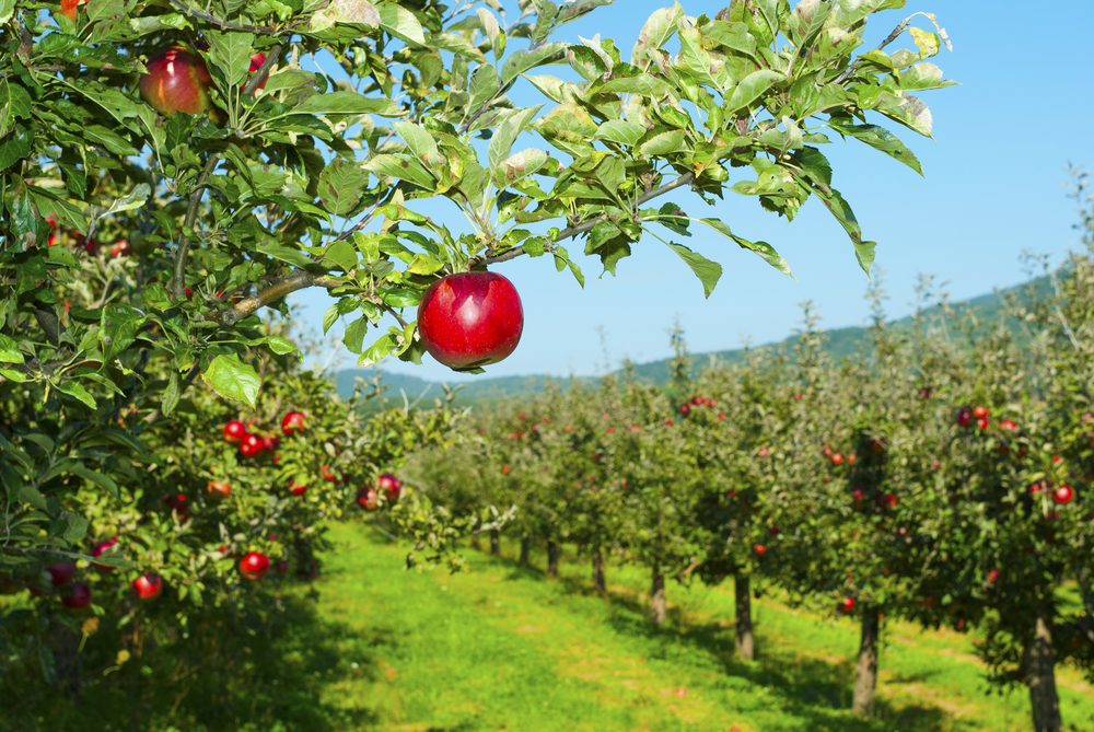 Ферма в Германии бесплатно раздала 30 тонн яблок.Вокруг Света. Украина