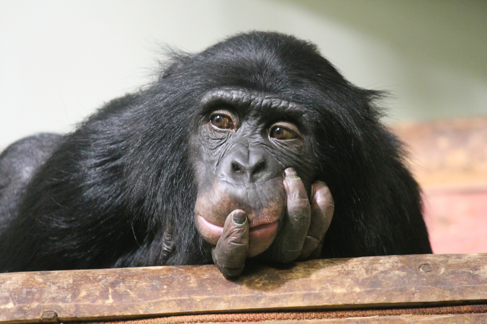 Ученые считают, что шимпанзе верят в бога