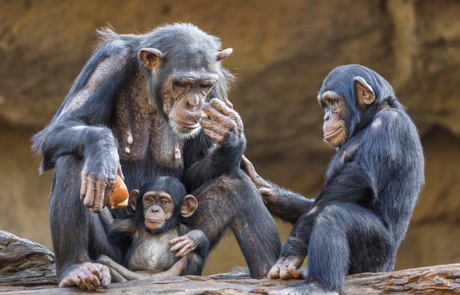 Шимпанзе охотно делятся едой только с друзьями