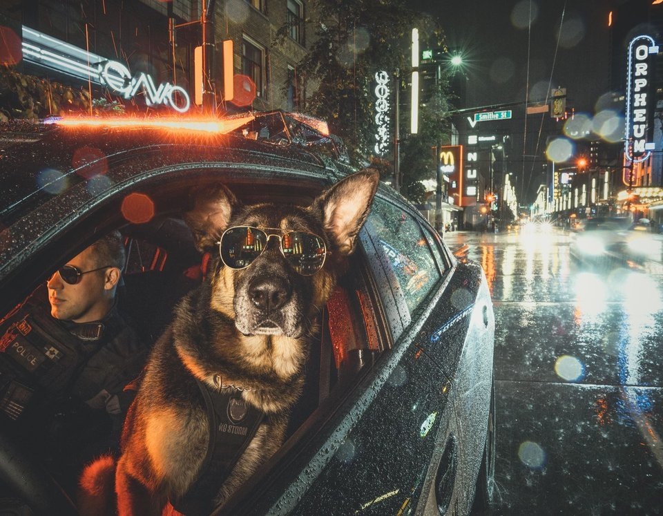 Полиция Ванкувера выпустила календарь служебных собак.Вокруг Света. Украина