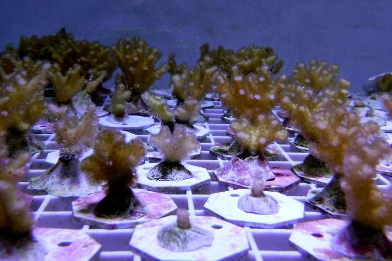 Биологи обнаружили уникальные иммунные гены у кораллов.Вокруг Света. Украина