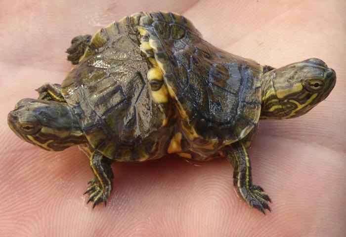 На Кубе нашли живую двухголовую черепаху.Вокруг Света. Украина