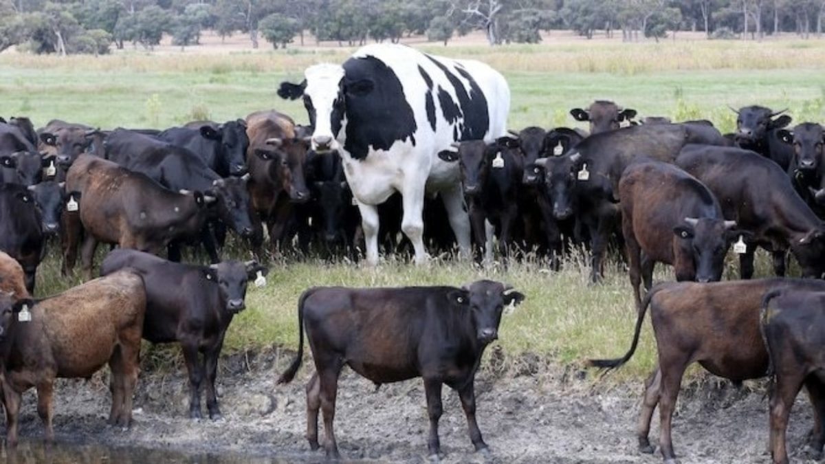 В Австралии бык вырос до двух метров. И этим спас себе жизнь.Вокруг Света. Украина