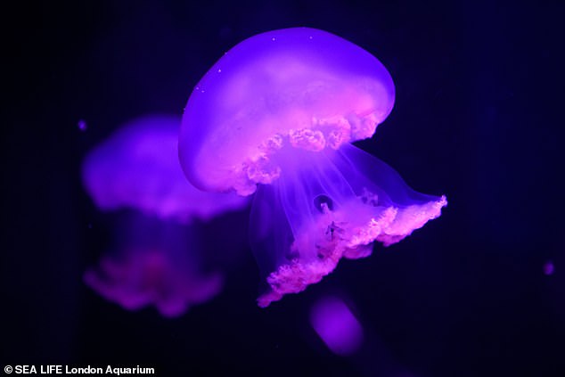 В Лондоне показали редкую ядовитую медузу.Вокруг Света. Украина