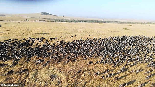 Турист снял миграцию антилоп в Кении с воздушного шара (видео).Вокруг Света. Украина