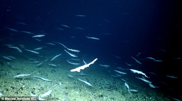 У берегов Ирландии океанологи нашли акулий детский сад