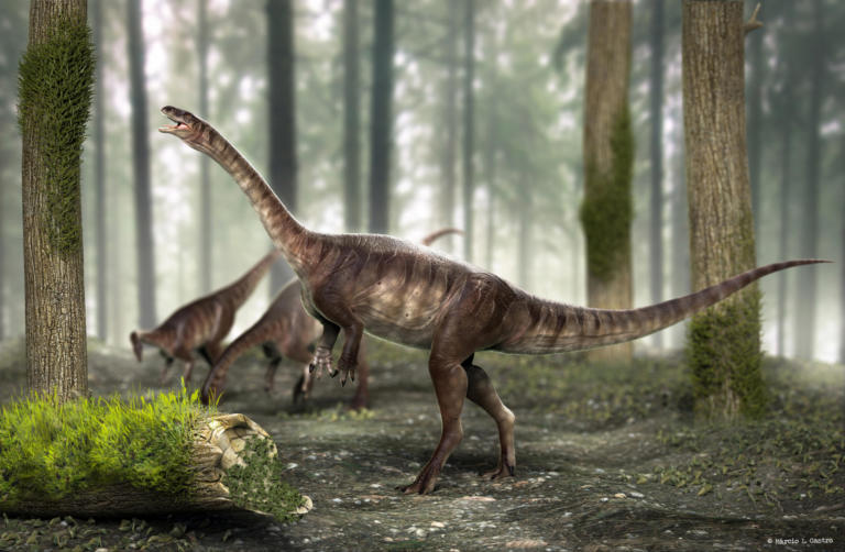 В Бразилии нашли новый вид длинношеего динозавра-вегетарианца.Вокруг Света. Украина