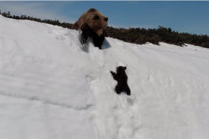 Медвежонок чуть не погиб из-за дрона: зоозащитники против такой съемки