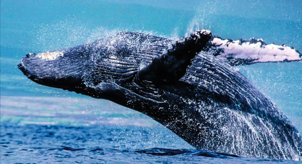 У горбатых китов есть свои шлягеры — биологи.Вокруг Света. Украина