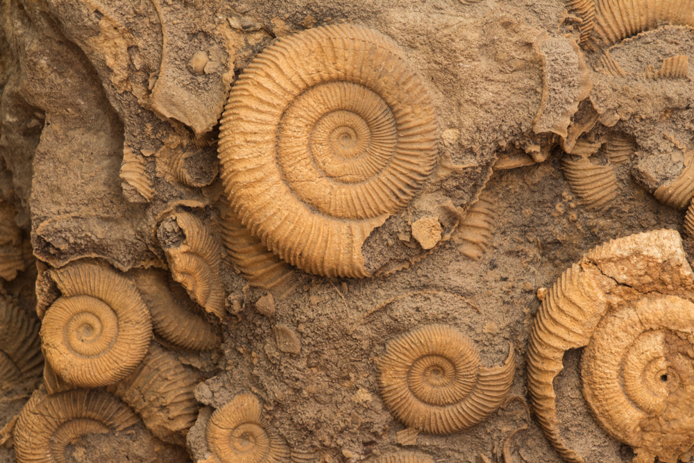 В Танзании палеонтологи обнаружили шесть новых видов беспозвоночных.Вокруг Света. Украина
