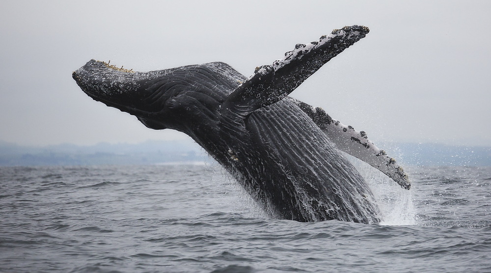 Человек лишает китов энергии, необходимой для продолжения рода.Вокруг Света. Украина