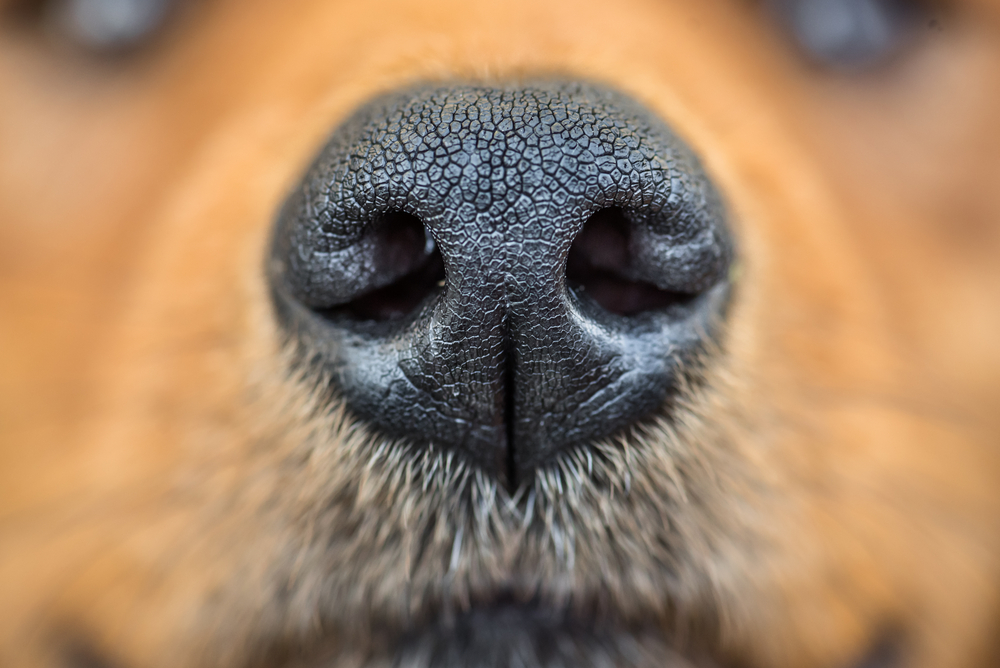 Ученые разрабатывают искусственный нос, различающий запахи.Вокруг Света. Украина
