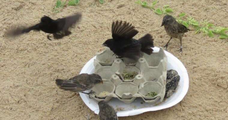 Кормление птиц фастфудом влияет на естественный отбор