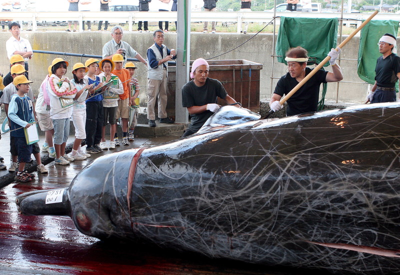 В Японии возобновляют китобойный промысел.Вокруг Света. Украина