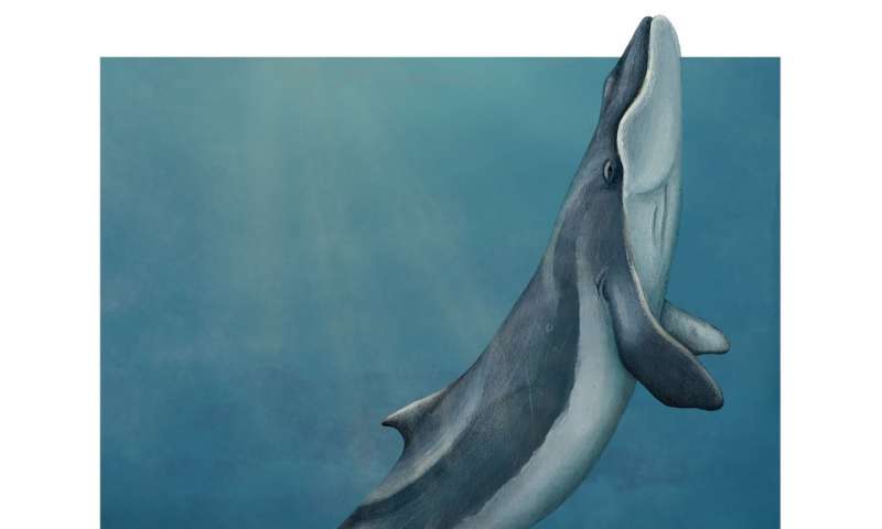 Палеонтологи нашли кита и без зубов, и без китового уса.Вокруг Света. Украина