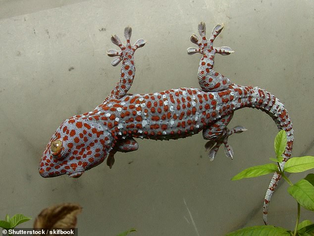 Биологи выяснили, как гекконам удается ходить по воде.Вокруг Света. Украина